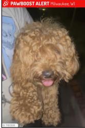 Lost Female Dog last seen Near loucust, Milwaukee, WI 53210