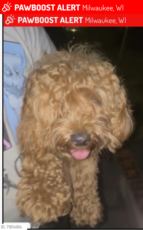 Lost Female Dog last seen Near loucust, Milwaukee, WI 53210