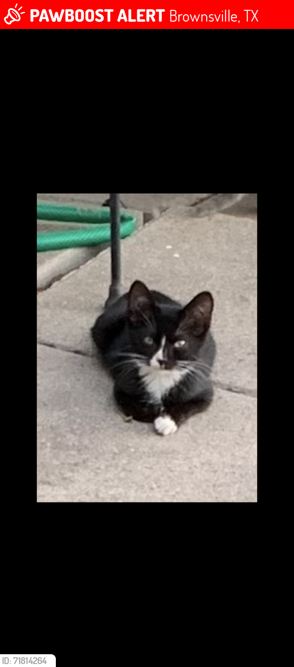 Lost Male Cat last seen W. 17th Street / W. Washington Street, Brownsville, TX 78520