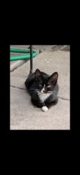 Lost Male Cat last seen W. 17th Street / W. Washington Street, Brownsville, TX 78520