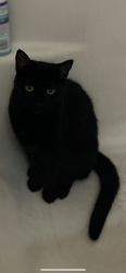 Lost Female Cat last seen Sierra Bonita Ave and Topeka , Pasadena, CA 91104