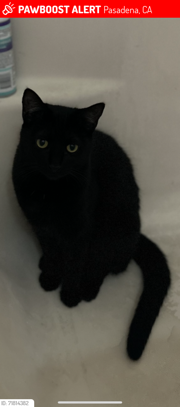 Lost Female Cat last seen Sierra Bonita Ave and Topeka , Pasadena, CA 91104