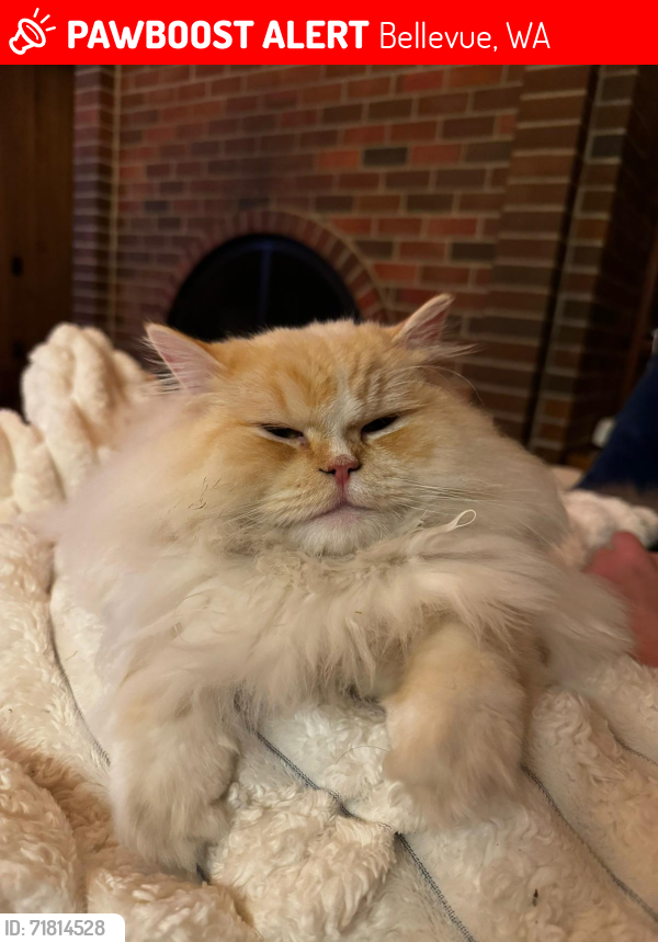 Lost Male Cat last seen 32nd street, Bellevue, WA 98004