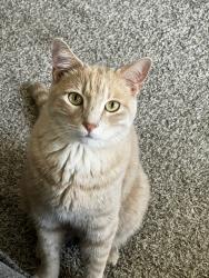 Lost Male Cat last seen Jock was last seen jumping a fence on the corner of Park Meadow Lane and Barnsley Court at 9pm, Bryan, TX 77802