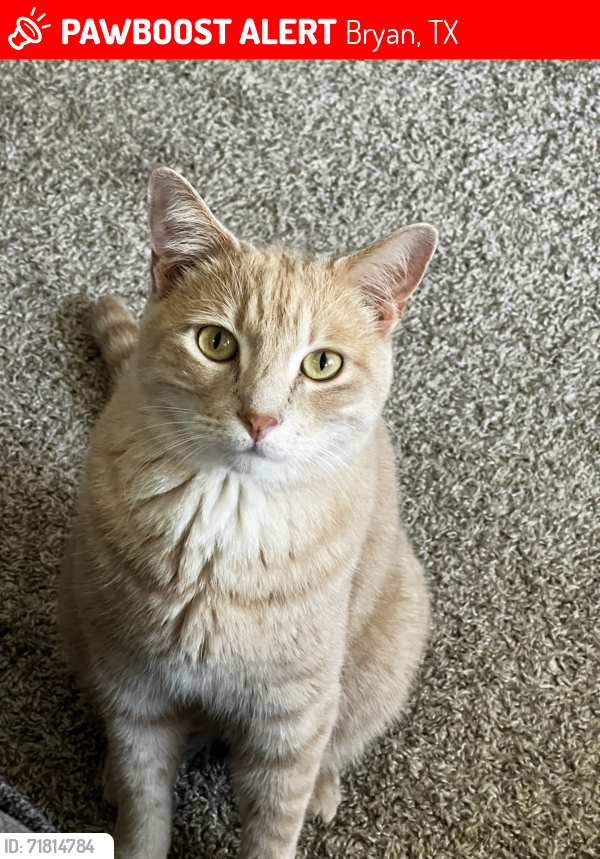Lost Male Cat last seen Jock was last seen jumping a fence on the corner of Park Meadow Lane and Barnsley Court at 9pm, Bryan, TX 77802