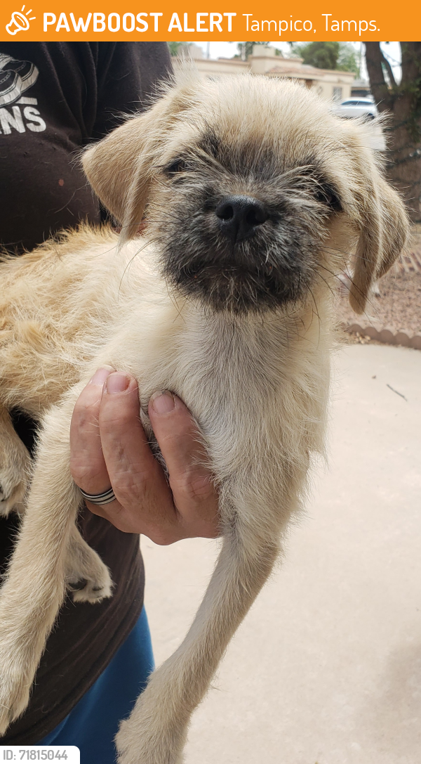 Found/Stray Male Dog last seen Hunter/ Valle verde EPCC , Tampico, Tamps. 