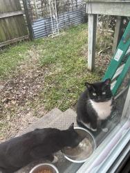 Lost Male Cat last seen Birch Street and General Ogden Street, New Orleans, LA 70118