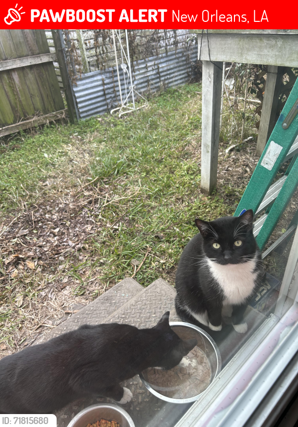 Lost Male Cat last seen Birch Street and General Ogden Street, New Orleans, LA 70118