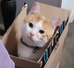 Lost Male Cat last seen Monte Vista and  Rue de Canne, Costa Mesa, CA 92627