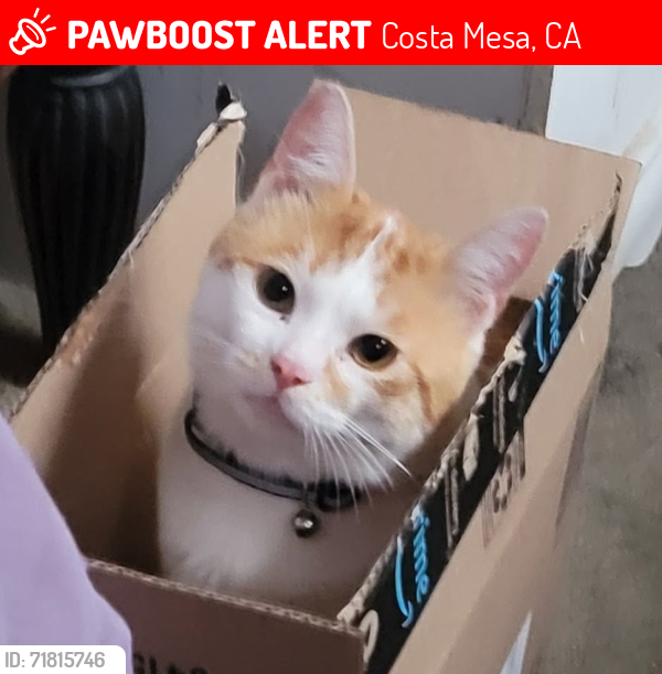 Lost Male Cat last seen Monte Vista and  Rue de Canne, Costa Mesa, CA 92627