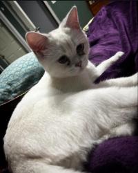 Lost Male Cat last seen Harbor freight, Portland, OR 97223