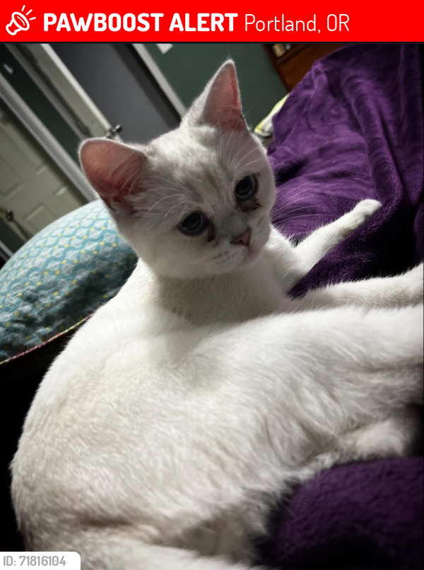 Lost Male Cat last seen Harbor freight, Portland, OR 97223