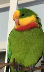 Lost Male Bird last seen University ave. & Martin Luther King Jr Way Apt #2 Berkeley Ca 94704, Berkeley, CA 94703