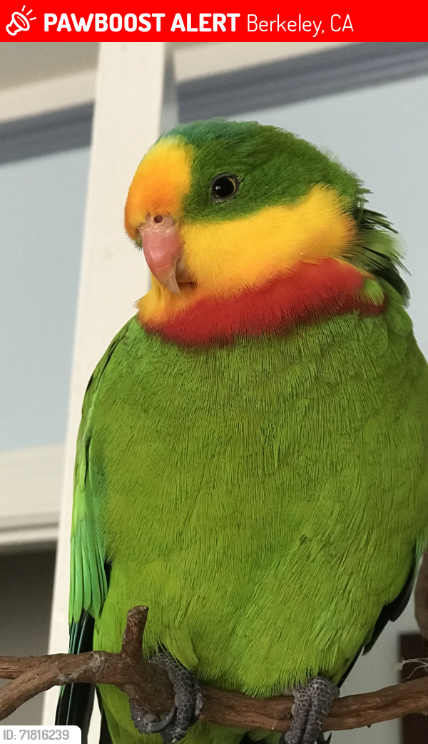 Lost Male Bird last seen University ave. & Martin Luther King Jr Way Apt #2 Berkeley Ca 94704, Berkeley, CA 94703