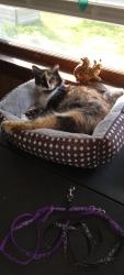 Lost Female Cat last seen Holt rd and Norris ct , Epping, NH 03042