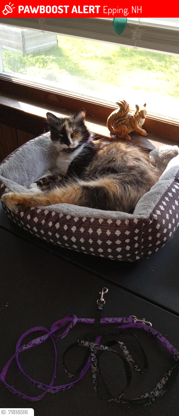 Lost Female Cat last seen Holt rd and Norris ct , Epping, NH 03042