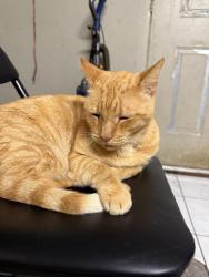 Lost Male Cat last seen Crooked ln and Crystal Lake Rd, Lutz, FL 33548