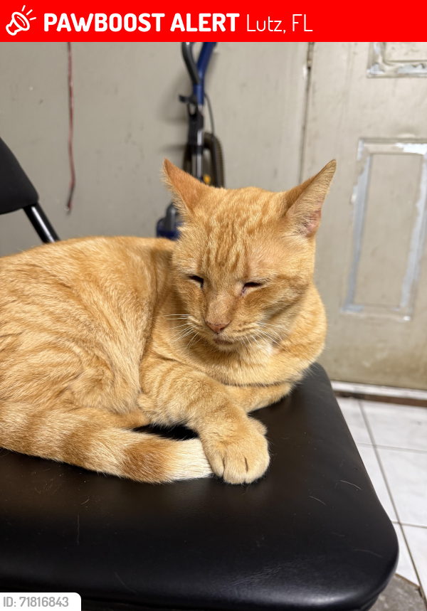 Lost Male Cat last seen Crooked ln and Crystal Lake Rd, Lutz, FL 33548