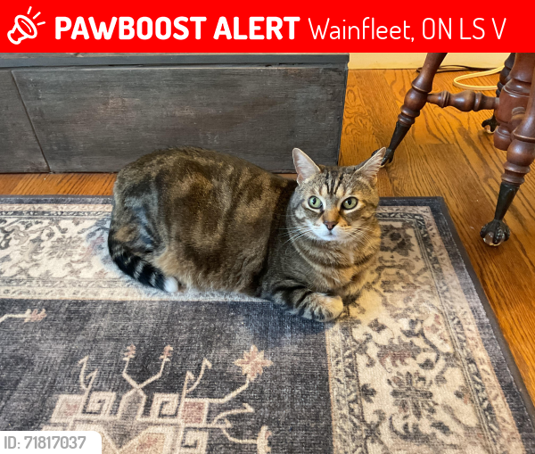 Lost Female Cat last seen Millrace Rd., Wainfleet, ON L0S 1V0