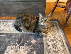 Lost Female Cat last seen Millrace Rd., Wainfleet, ON L0S 1V0