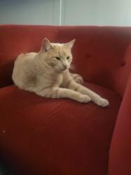 Lost Female Cat last seen Rural and Guadalupe Tempe AZ, Tempe, AZ 85283