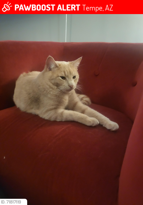 Lost Female Cat last seen Rural and Guadalupe Tempe AZ, Tempe, AZ 85283