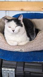 Lost Male Cat last seen Ross Rd and 58th Abbotsford BC Canada , Abbotsford, BC V4X 1Y9