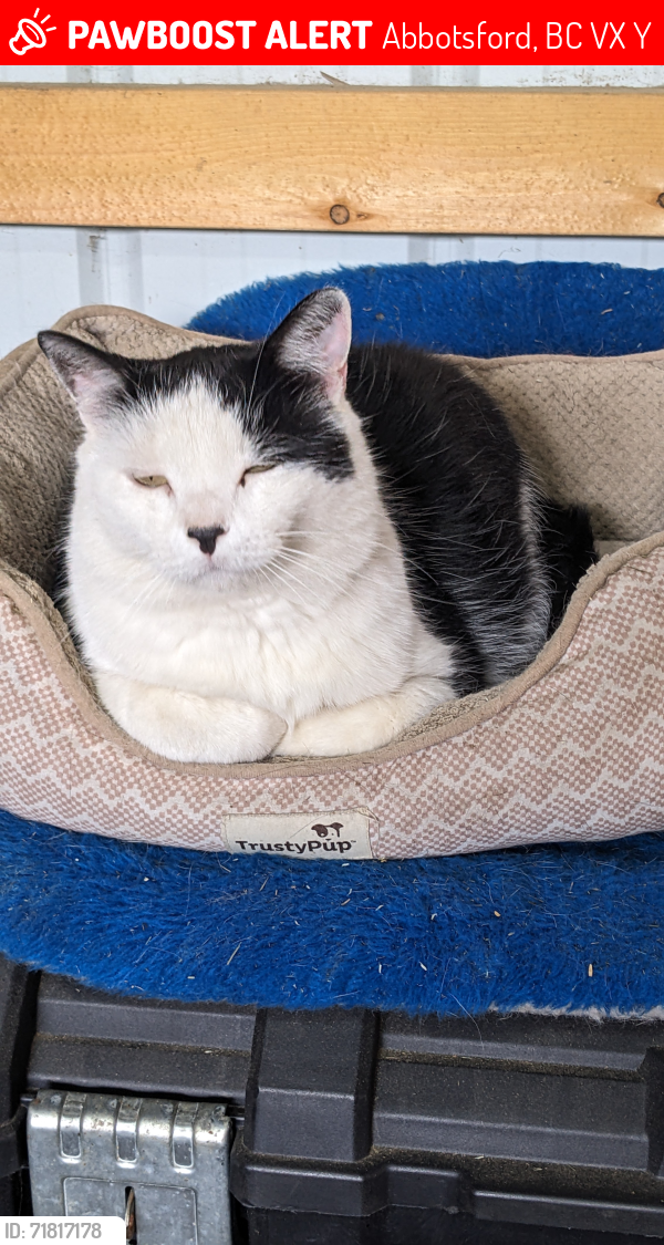 Lost Male Cat last seen Ross Rd and 58th Abbotsford BC Canada , Abbotsford, BC V4X 1Y9
