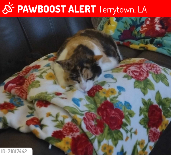 Lost Female Cat last seen Bruce Avenue and Blue Bonnet, Terrytown, LA 70056