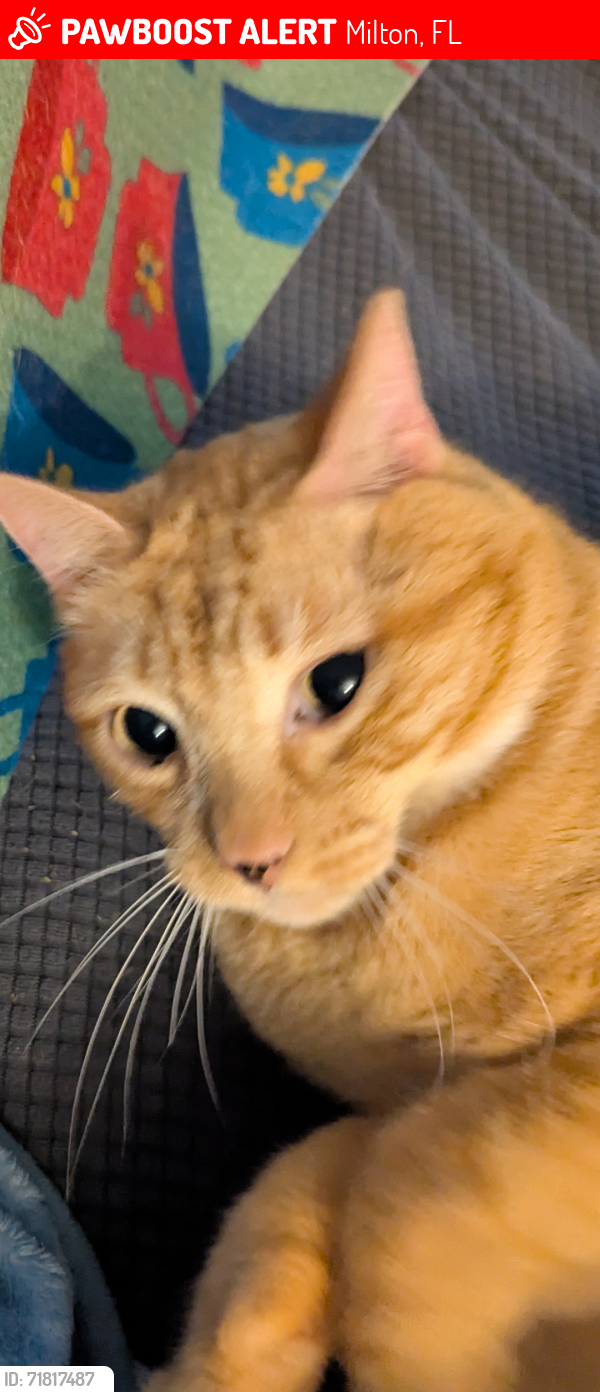 Lost Male Cat last seen Near Southern Raceway , Milton, FL 32583