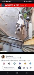 Lost Male Dog last seen 75th ave Peoria, Glendale, AZ 85381