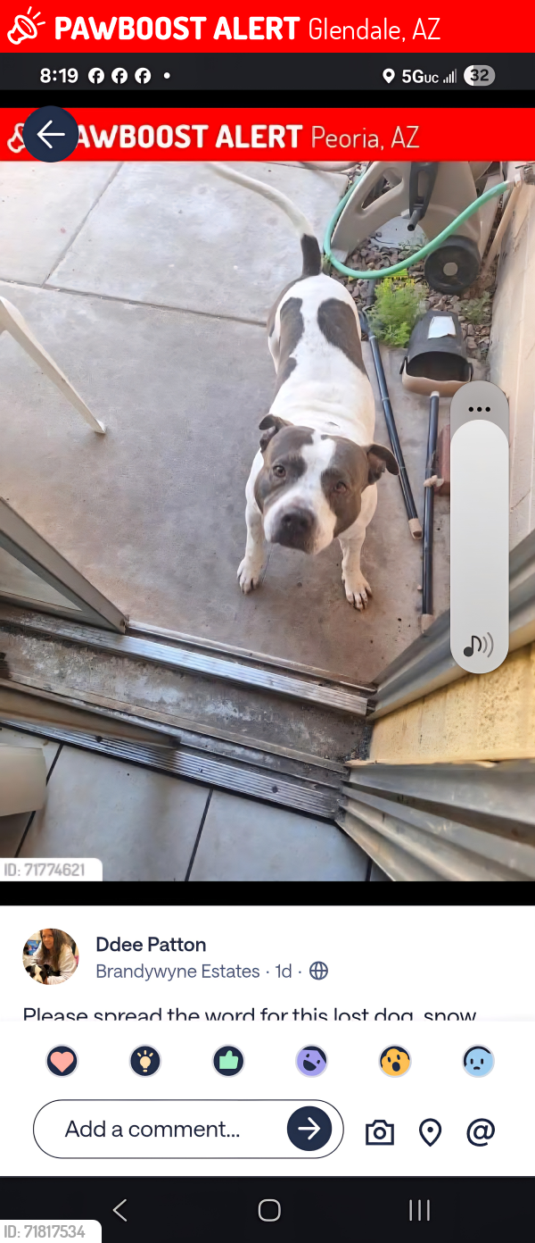Lost Male Dog last seen 75th ave Peoria, Glendale, AZ 85381