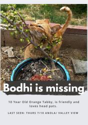 Lost Male Cat last seen Valley View, Whittier, CA 90604