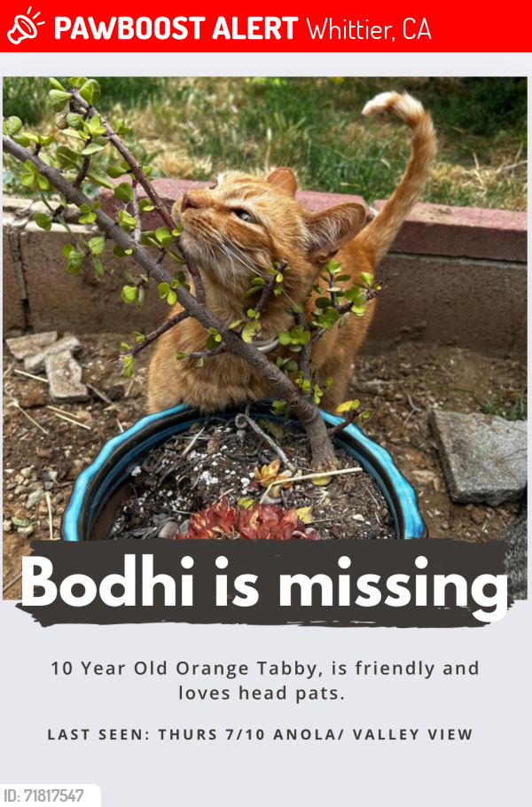 Lost Male Cat last seen Valley View, Whittier, CA 90604