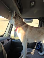 Reunited Female Dog last seen Georgetown Street and Maplegrove louisville ohio, Knox Township, OH 44634