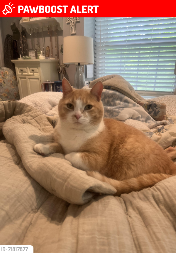 Lost Male Cat last seen Wilson Mills and Stonegate Dr., Raintree Dr., Riverwood Dr. , Munson Township, OH 44024