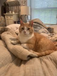 Lost Male Cat last seen Wilson Mills and Stonegate Dr., Raintree Dr., Riverwood Dr. , Munson Township, OH 44024
