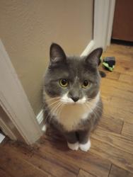 Lost Male Cat last seen Shellenberger Ave , Battle Creek, MI 49037