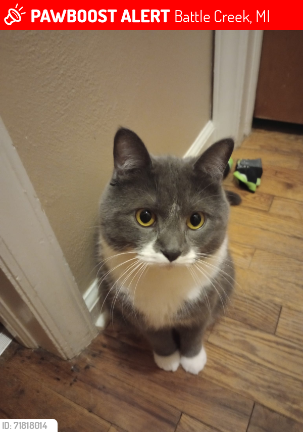 Lost Male Cat last seen Shellenberger Ave , Battle Creek, MI 49037