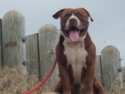 Lost Male Dog last seen Bluebonnet grocery, Wichita Falls, TX 76306