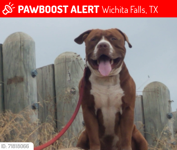 Lost Male Dog last seen Bluebonnet grocery, Wichita Falls, TX 76306