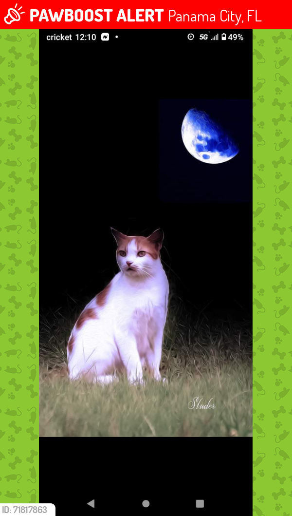 Lost Male Cat last seen Ten Acres Road Panama City FL , Panama City, FL 32405