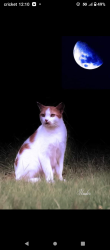 Lost Male Cat last seen Ten Acres Road Panama City FL , Panama City, FL 32405