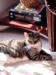 Lost Female Cat last seen Fuller glen circle , Chattanooga, TN 37421