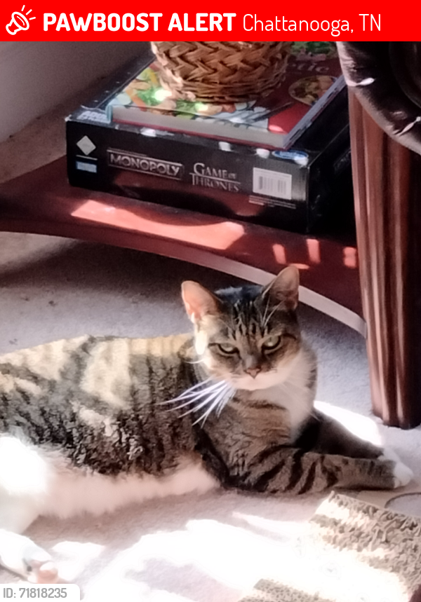 Lost Female Cat last seen Fuller glen circle , Chattanooga, TN 37421