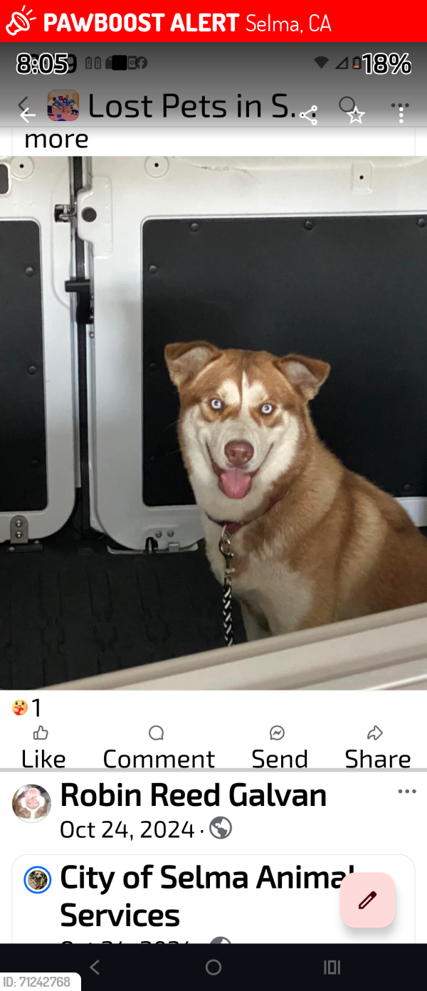 Lost Male Dog last seen Portuguese Hall in Selma, Selma, CA 93662