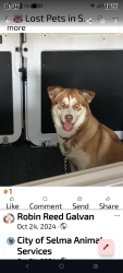Lost Male Dog last seen Portuguese Hall in Selma, Selma, CA 93662