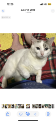 Lost Male Cat last seen Noel Drive, Longview , Longview, TX 75602