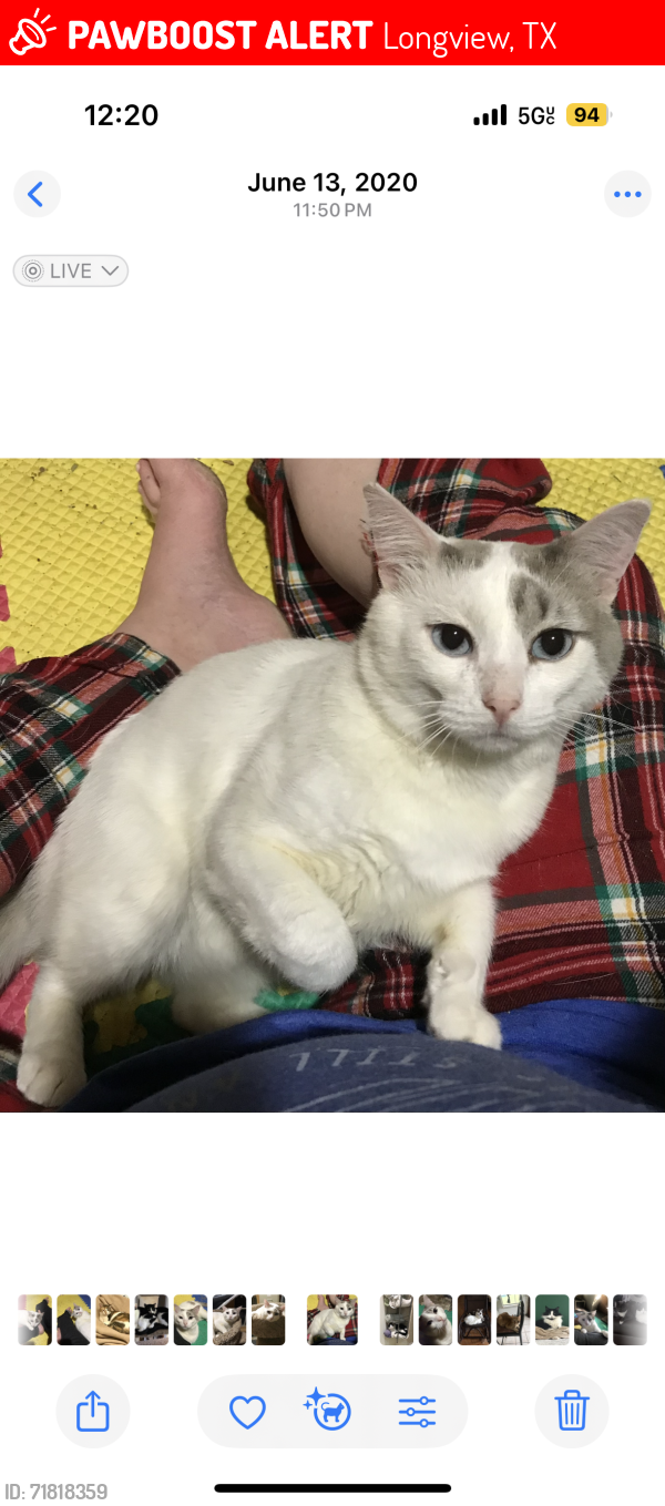 Lost Male Cat last seen Noel Drive, Longview , Longview, TX 75602