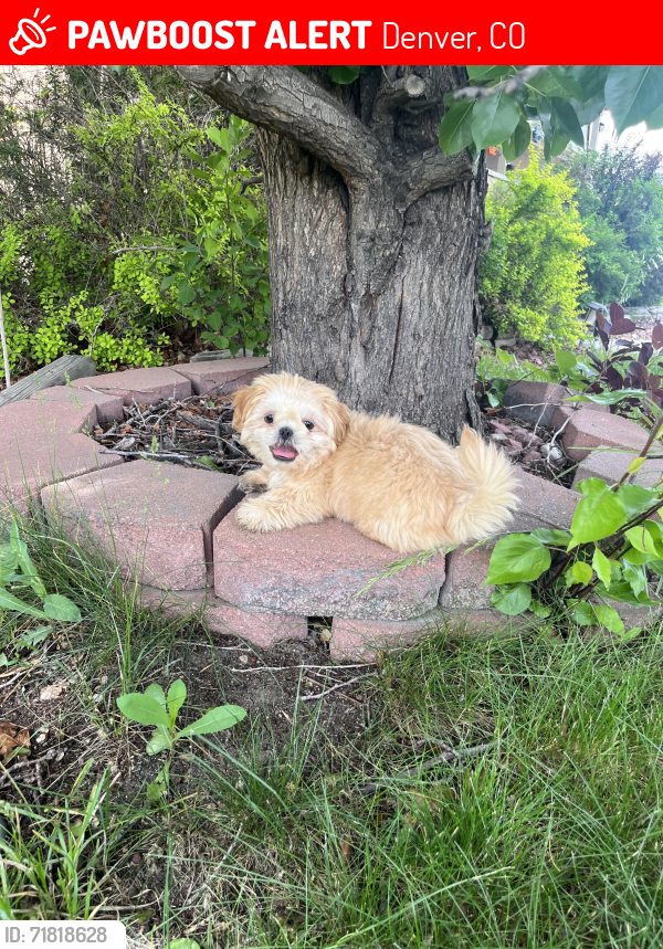 Lost Male Dog last seen E 84th Ave Denver Colorado Rainbow and 84th, Denver, CO 80229